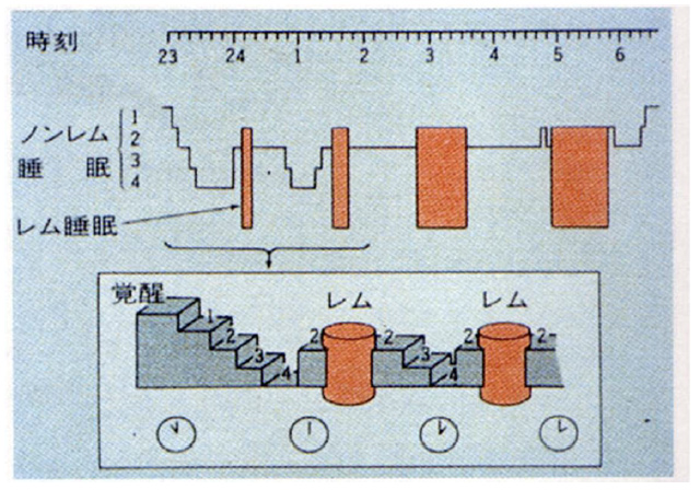 図1　ヒトの睡眠の時間経過図