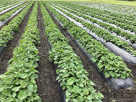 写真：『ビオらいと』展張例（サツマイモ栽培での使用）