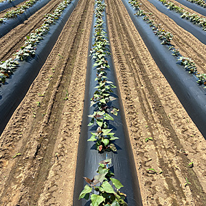 ビオらいと（生分解性マルチフィルム）