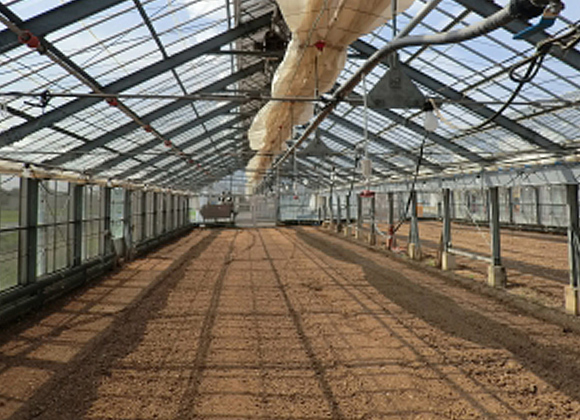 Greenhouse before spraying